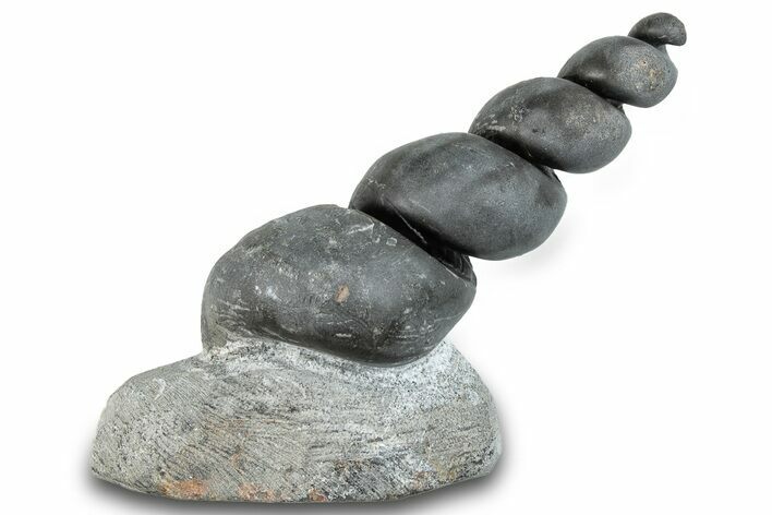 Devonian Fossil Gastropod Internal Mold - Issoumour, Morocco #282732